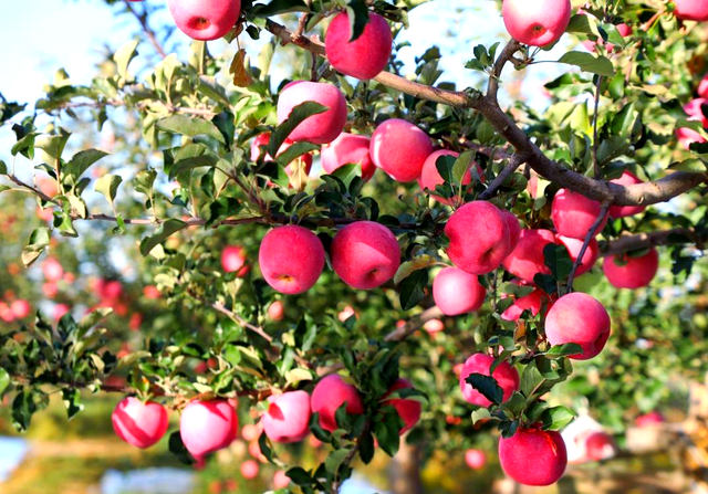 甲流离世的人上涨！李兰娟：少吃苹果，多吃这6样	，提高免疫力！