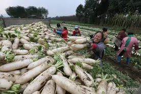 萝卜什么时候种植？如何种植产量高？看看老农的经验图片