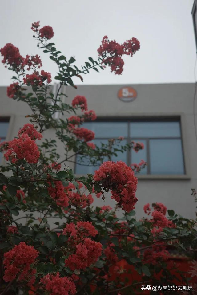 长沙妈妈私藏！河西新晋遛娃宝地，竟藏着“清迈”同款松弛感