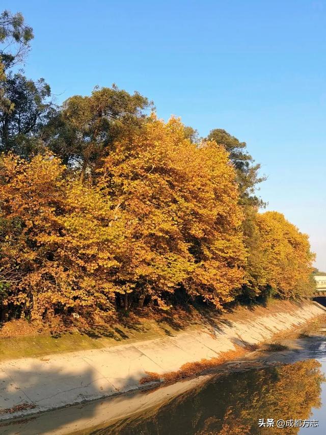 成都初冬的“人气王”竟是它？梧桐大道美到让人不想走！