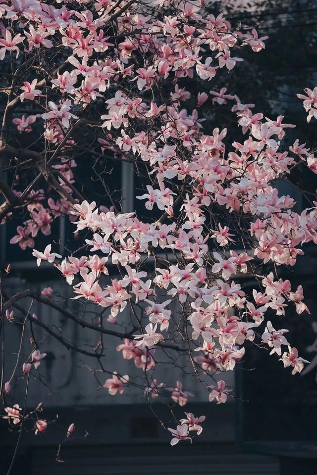 赴一场春日之约！浙江这些赏花地等你来