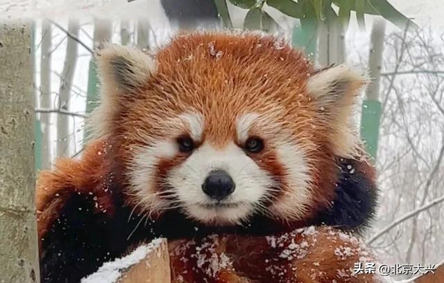 大兴初雪倒计时！5个宝藏赏雪点位，提前收藏——