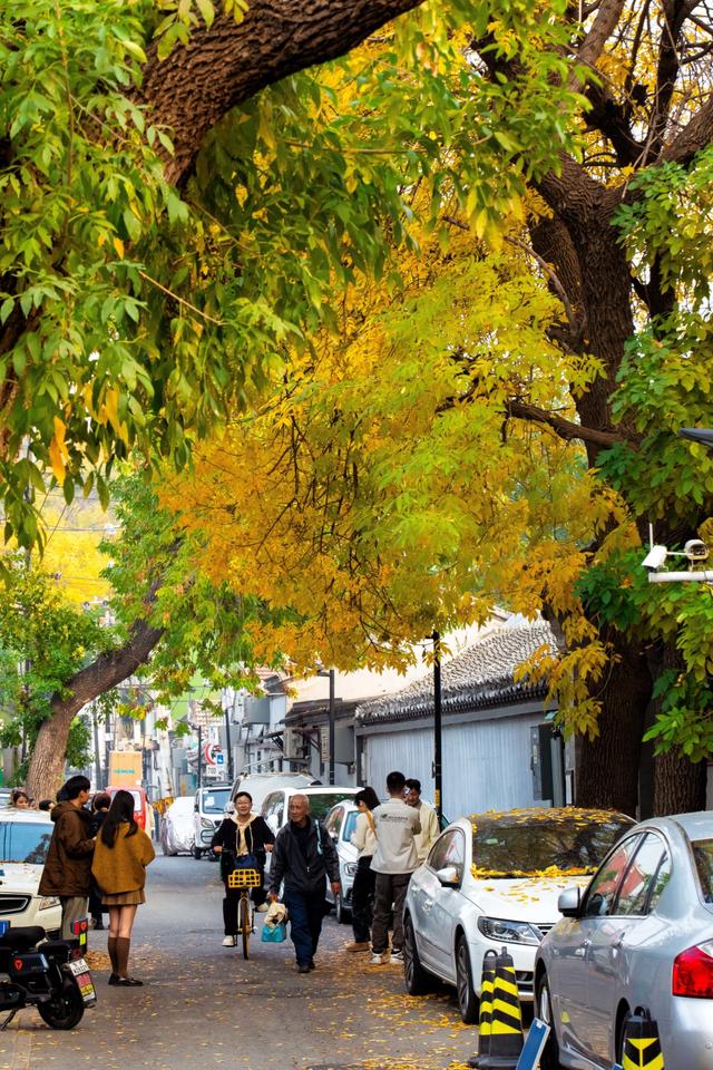 秋天来北京一定要去的胡同！东四十二条，如同金色的海洋