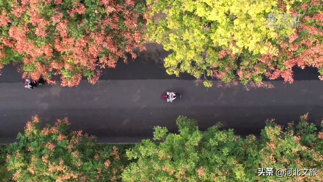 邯郸，你别太好逛了！