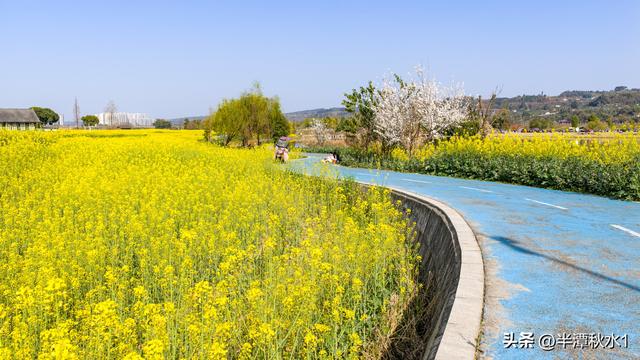 四川彭山：五湖四海油菜花盛开 市民暖阳下赏花踏春