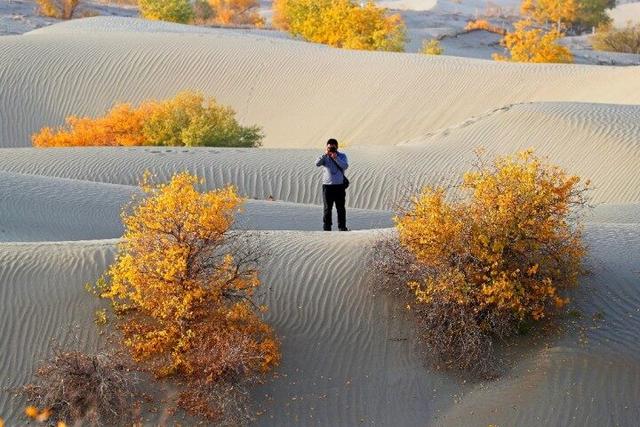 出片率100%！赴一场沙漠胡杨的金色之约