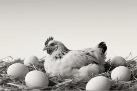 81年属鸡的运程图片