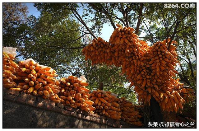 山东行游影记（194）—青州仰天山柿子沟（二）