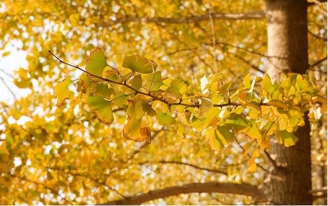 秋天的襄阳谷城 红彤彤金灿灿
