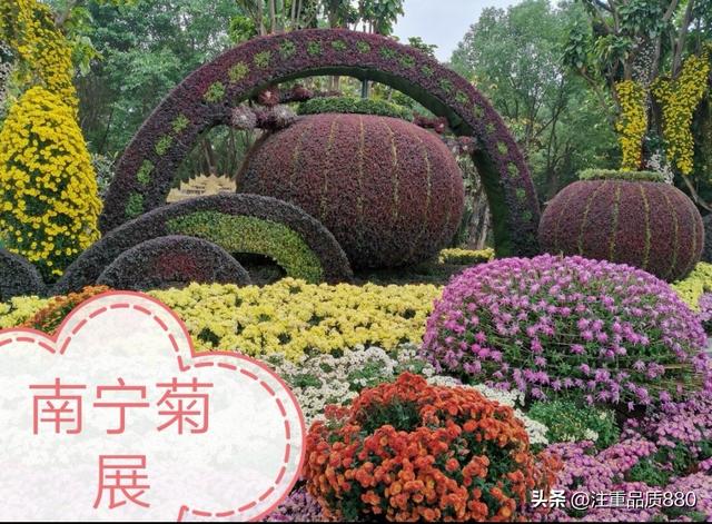 今年唐山南湖菊展从规模到品种在我印象中是多年来的第一次