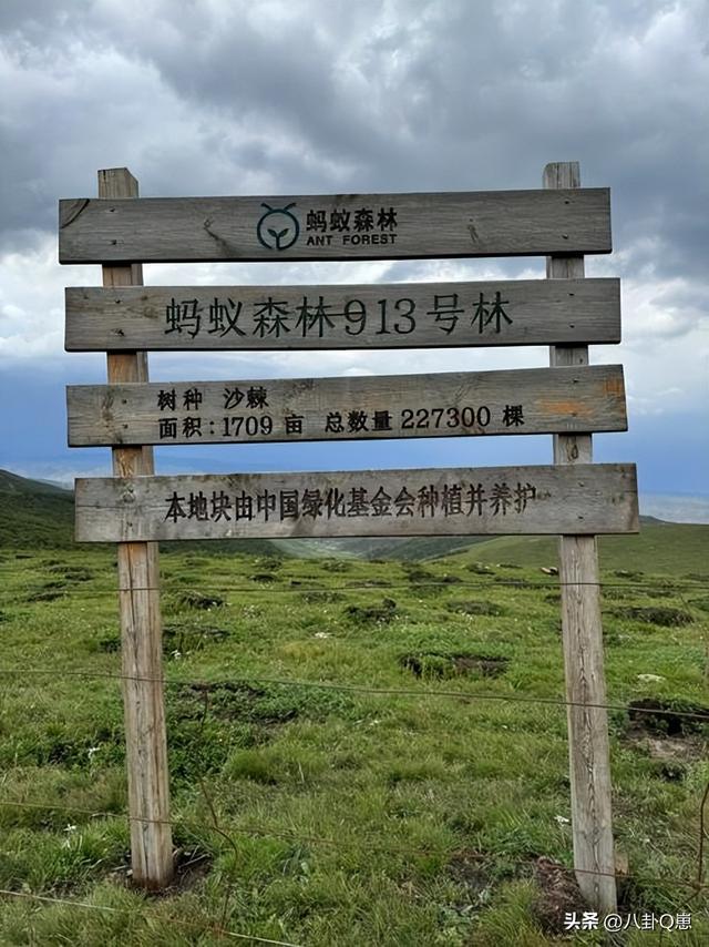 马云时隔6年现身蚂蚁森林，目前已种下6亿棵树，马云开心和树比高