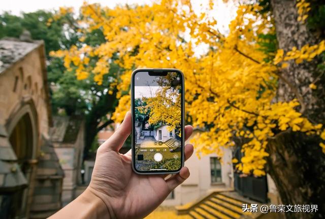 南方四境藏金秋：四大银杏秘境的温柔时光