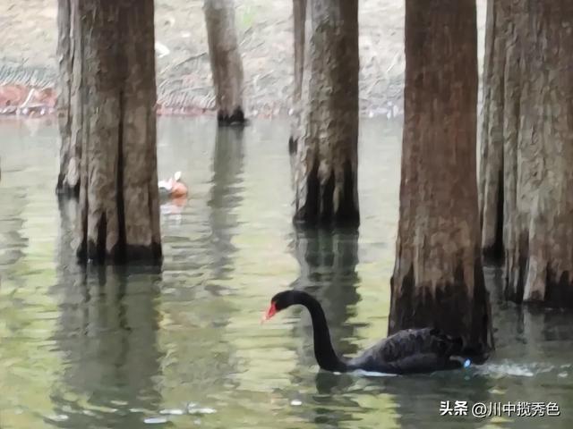 宁国红杉林：观赏指数Ⅱ级！