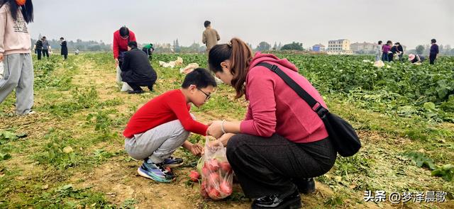 周末新玩法：云梦博物馆看秦简，新马村拔萝卜，武汉家庭乐翻天