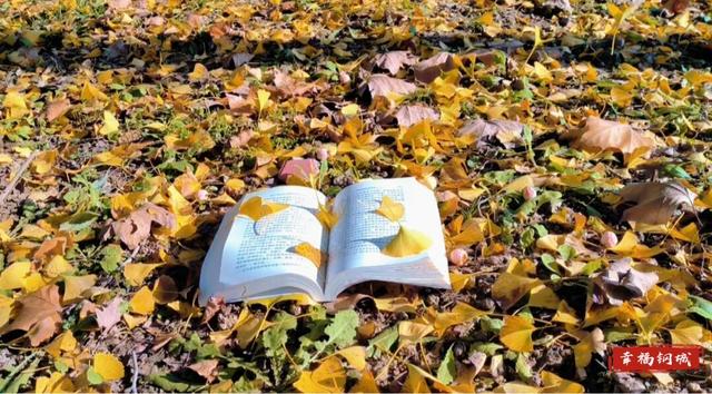 是心动啊~落叶缓扫 留住钢城限定版诗意