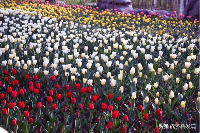 乘着地铁去赏花｜中山公园春日打卡攻略，还有隐藏赏花机位分享