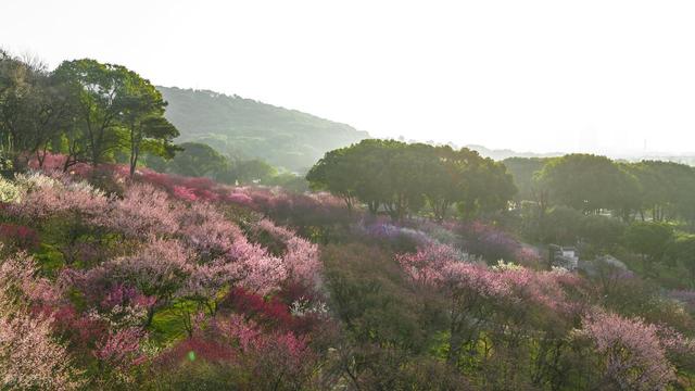 2月早春风光，7个赏花胜地，漫山遍野花香，率先打开春天