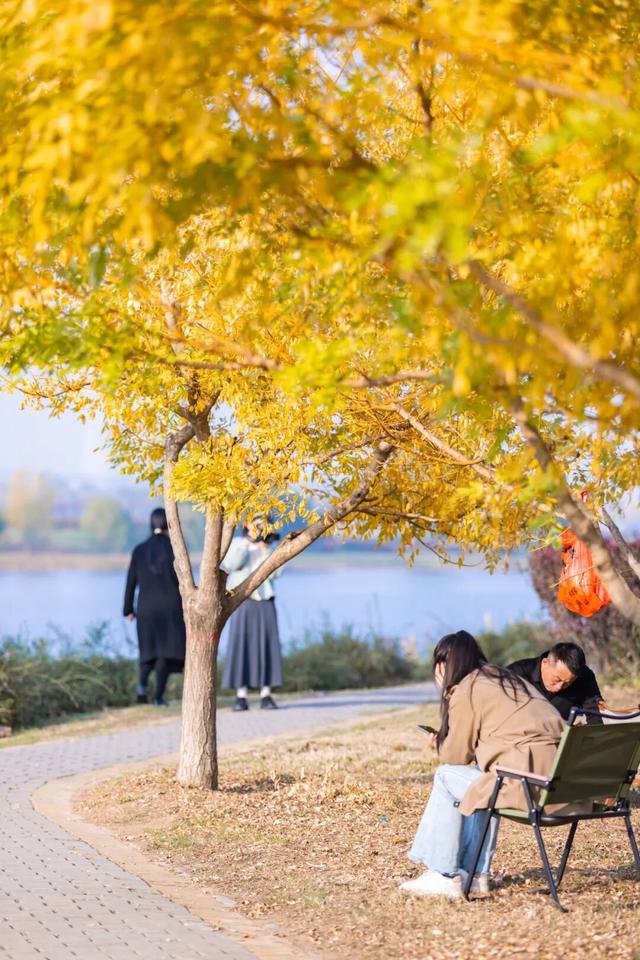 未央之秋，共赴一场金色约会