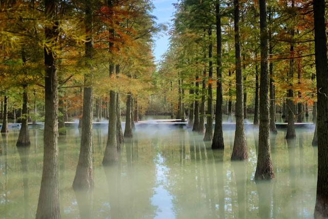 宿迁泗洪洪泽湖湿地，芦苇遍布，环境优美，一幅被秋天浸染的画卷