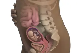 怀孕4个月肚子有多大？图片