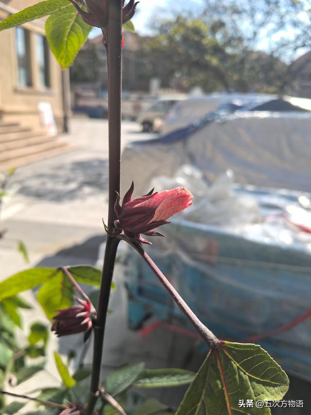 探访陈宝仓烈士故居，没想到遇见传说中的红桃K~