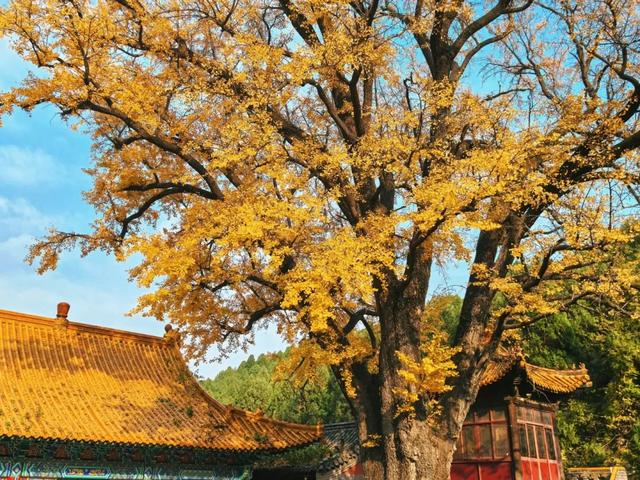 山东:时至初冬,银杏正当时