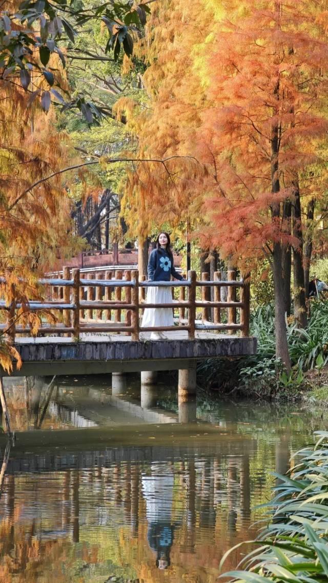 红出圈！南海落羽杉正在刷屏