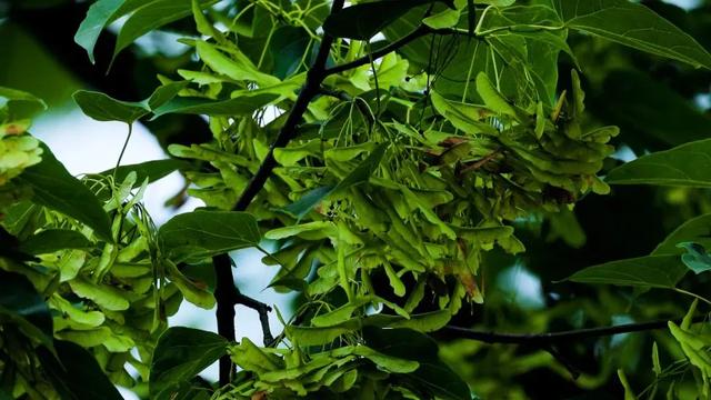 湖南1500年梓叶槭黄叶了,全国不到500株,上百年的只找到一株