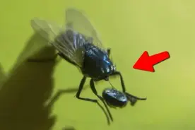 苍蝇为什么总爱搓手，甚至还把头拧下来玩？无头苍蝇还能活吗？图片