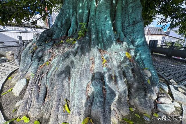 大理有棵黄葛树已经600多岁，曾被砍去一半，如今却枝繁叶茂‌
