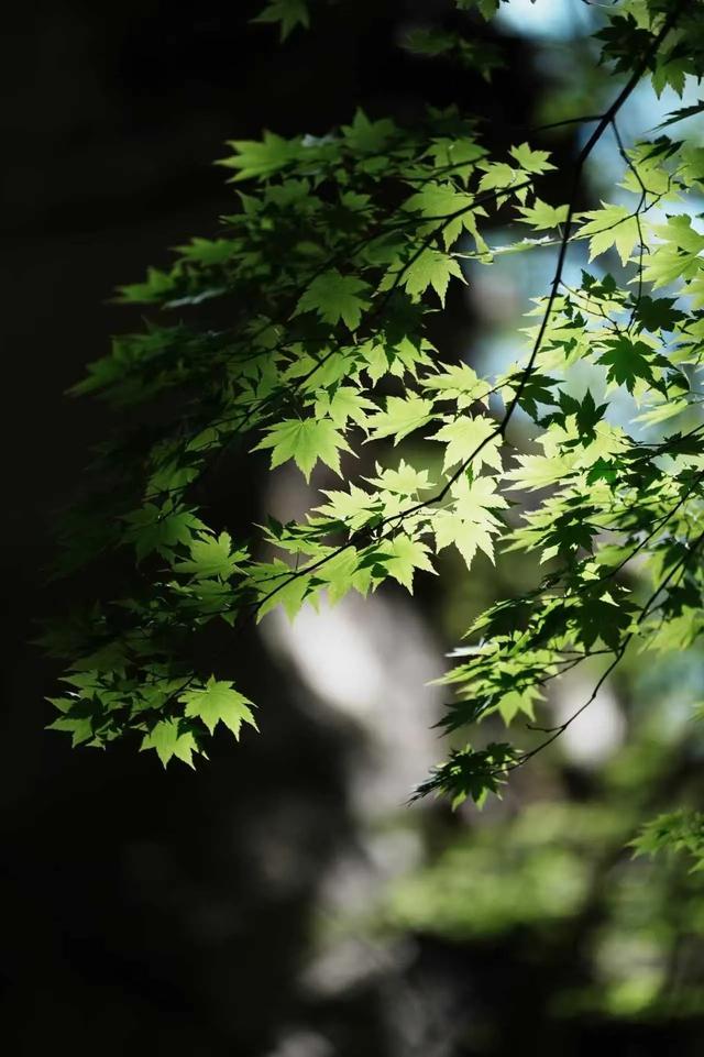 陕西金丝峡，去1次想10次的峡谷！7公里秘境藏4大惊喜！