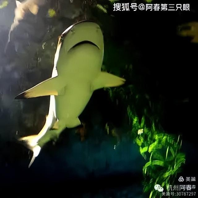 大连 之海洋世界