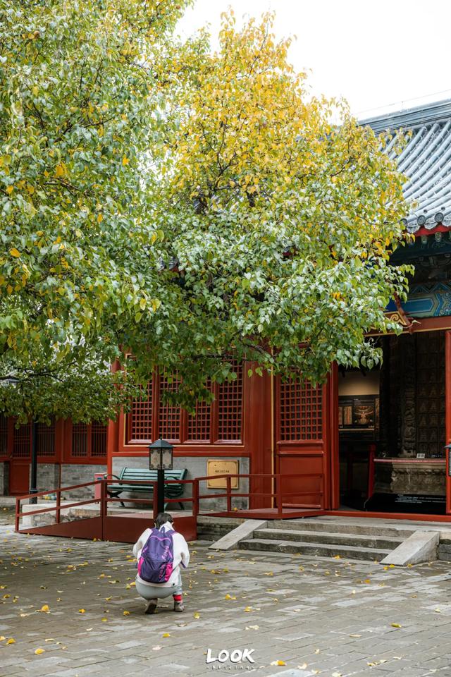 北京最新秋日打卡地 · 再看要等明年