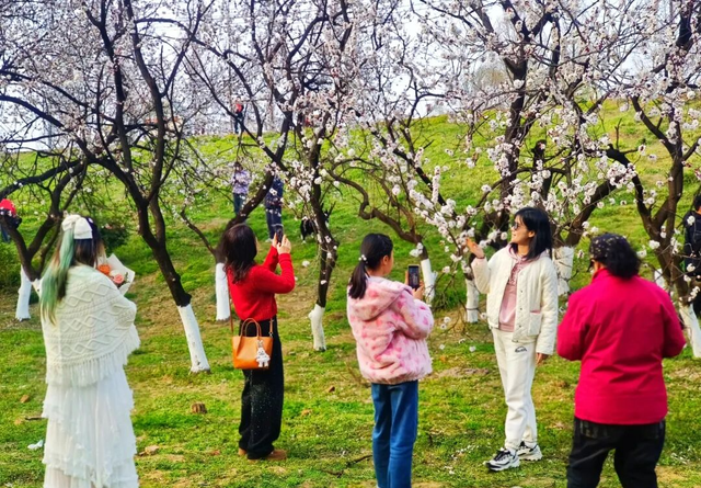 春日限定！阜阳这里的花开了，随手一拍都是壁纸