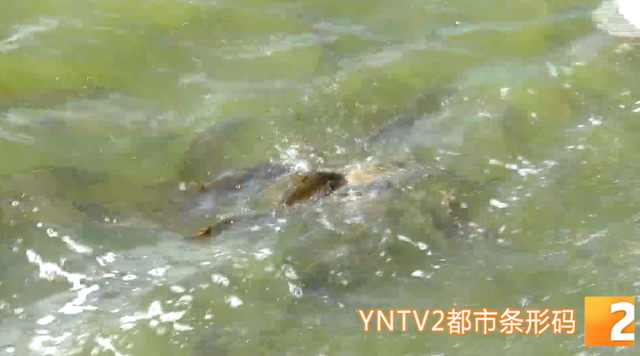 冬季限定！昆明海埂公园现新景观！鸥舞鱼跃人欢乐，快来打卡！