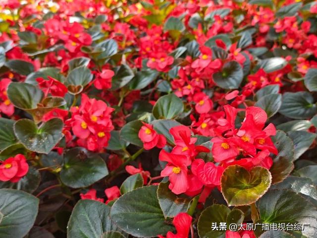 太原盛夏：公园里的花事盛宴