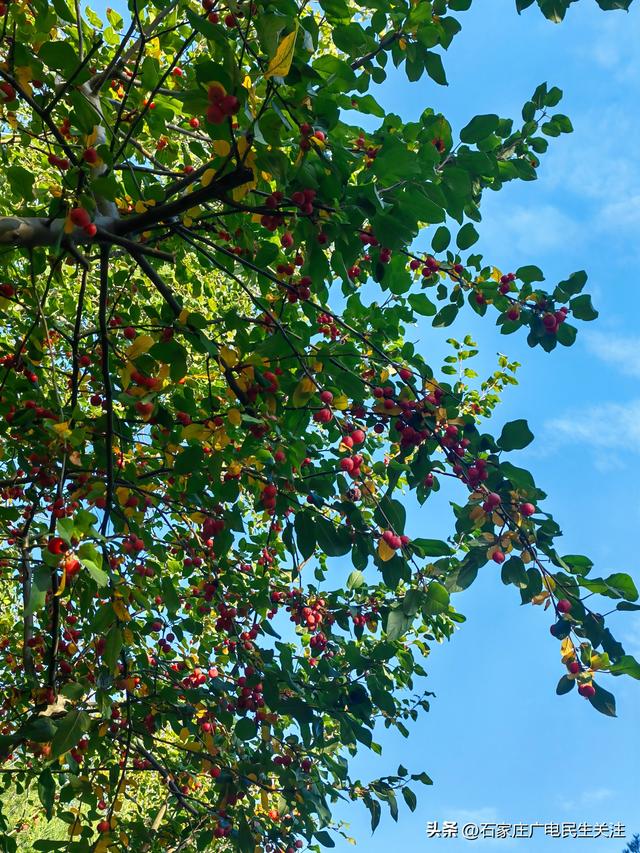 冬日上新！石家庄市公园里海棠果 “染红枝头”，果香伴冬景超治愈