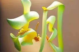 姓氏头像：唐、陶、苏、王、尚、李、陈、刘、郭、谭、高、胡……图片