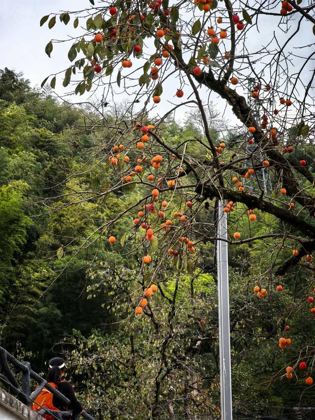 霜降时节，柿林村徒步