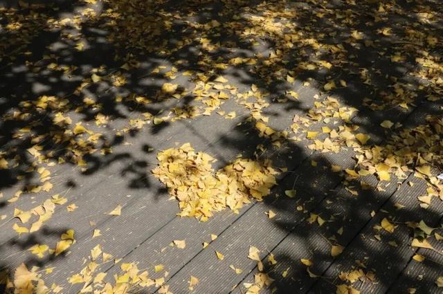 从街角到古村，一键解锁贵阳的秋日浪漫