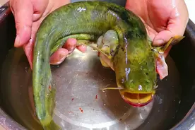 大家尽量少吃这种鱼，简直就是"垃圾鱼"，含有细菌寄生虫！图片