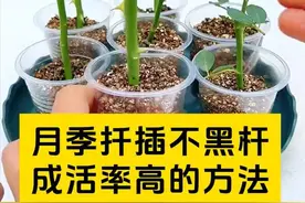 5、6月是“扦插”黄金月，6种花草沾上水土就生根，简单又省钱图片