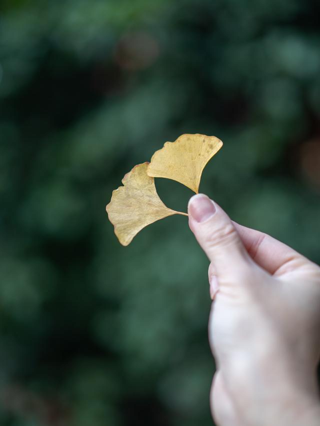 南京毗卢寺｜一场被银杏染金的秋日静心之旅