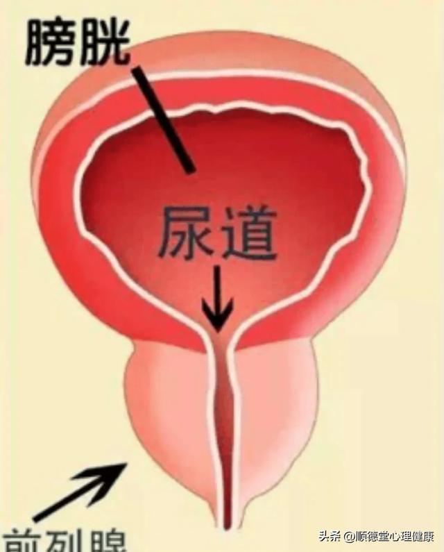 前列腺增生用药组合：盐酸坦洛新缓释片联合泽桂癃爽胶囊