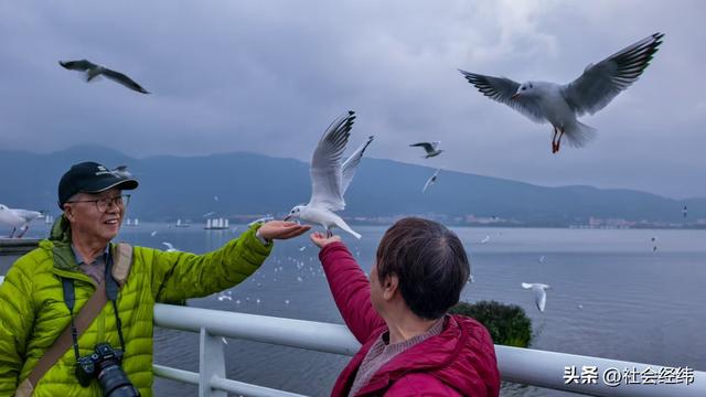 每日一景|漫步滇池湖畔·与海鸥共舞