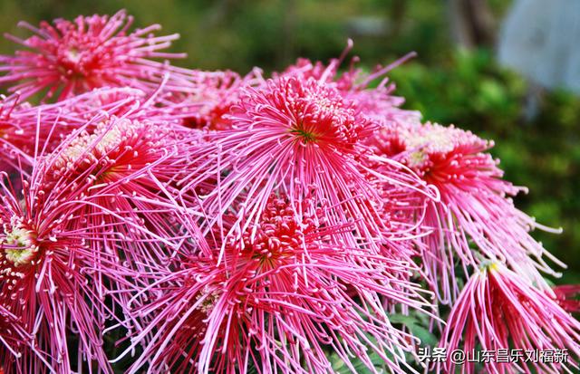 携老伴虹桥花园赏菊（上）