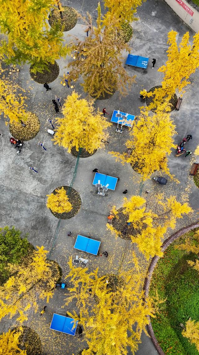 好看！好拍！郫都银杏打卡攻略→
