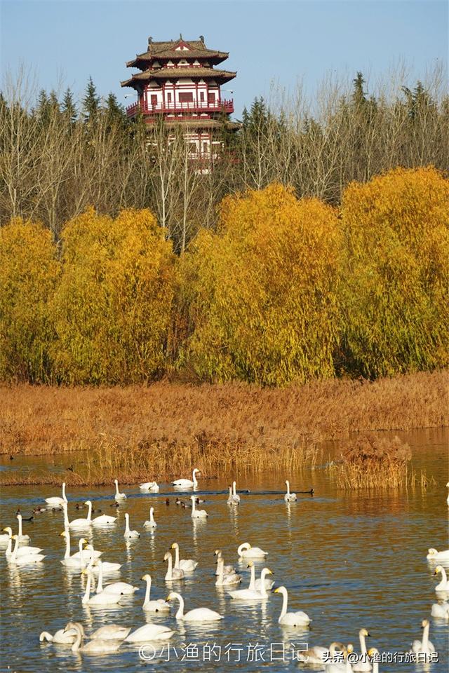天鹅、落日、古城与“海”！西安周边3H，这条冬日线路美到封神