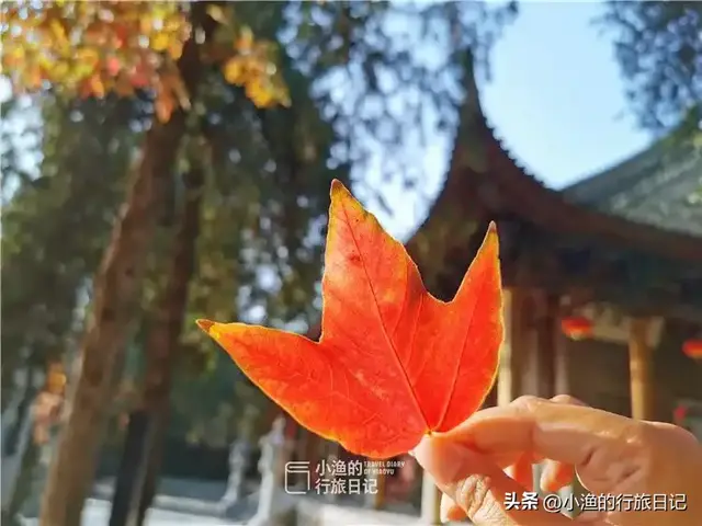 老西安私藏的赏秋秘境，免费、人少、秋色绝美！