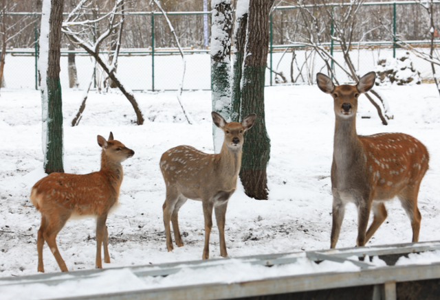 2025冬游牙克石全攻略｜3天解锁冰雪秘境极寒狂欢